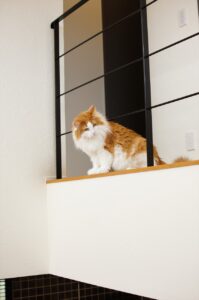 猫と暮らす家 | 岩国市で一戸建てならネストハウス