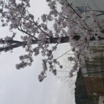 桜　満開　きれい　イロハーブ