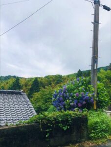 銭壺山 紫陽花 | 岩国市で新築一戸建てならネストハウス
